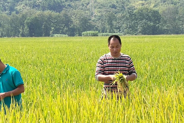 省十佳农民-屈光荣 观察稻穗.jpg