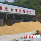 湖南：智能烘干守护粮食收获“最后一公里”