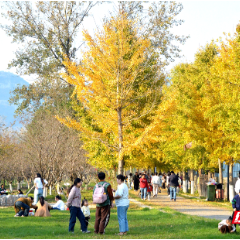 慈利县琵琶花海:银杏黄 游人忙 (组图)