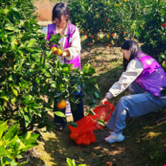 三年“脐”心接力 “橙”意坚守——张家界志愿者为逆风宝贝滞销果找“出路”