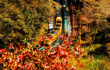 张家界十里画廊：深秋调色盘已送达，观光电车带你驶入层林尽染的童话秘境