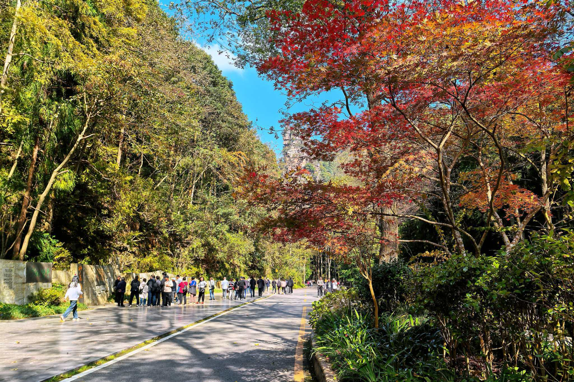 张家界国家森林公园秋意盎然，“捡秋” 之旅邂逅绝色山水