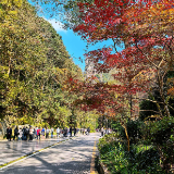 张家界国家森林公园秋意盎然,“捡秋” 之旅邂逅绝色山水