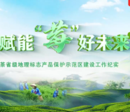 守护“金招牌”,赋能“莓”好产业 ——张家界永定区扎实推进张家界莓茶地理标志产品保护示范区建设纪实