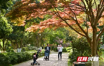 春游黄龙洞 收获好“枫”景（组图）