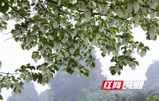 张家界国家森林公园：珙桐花开迎客来