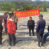 永定区合作桥乡：科技培育黄金叶 匠心栽好丰收苗