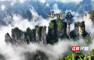 湖南张家界国家森林公园雨后现云海奇观 峰林幻境如泼墨仙境