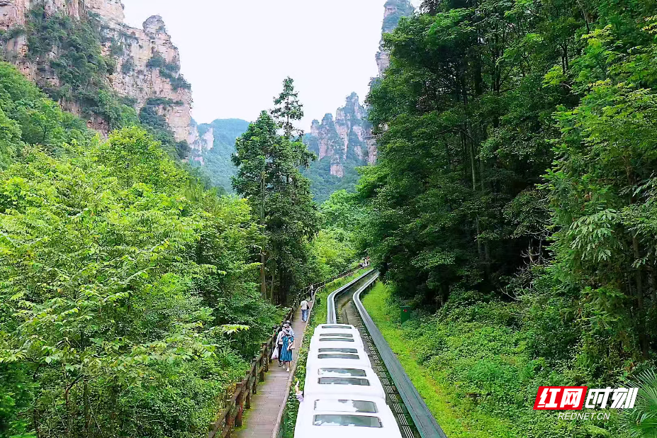 小满时节漫步张家界十里画廊 云雾氤氲绘就诗意山水画卷