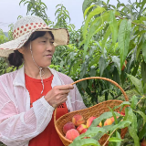 端午去哪儿？慈利川石抢“鲜”摘桃！