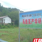 慈利县岩泊渡镇杨家桥村：山野菜变身“致富菜”