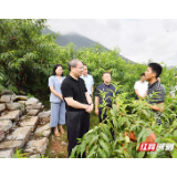 刘革安赴桑植县调研巩固拓展脱贫攻坚成果同乡村振兴有效衔接工作