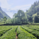 美文｜茶盘口的茶