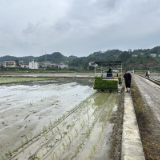 永定区打造全省粮油单产提升示范样板
