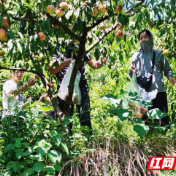 慈利县许家坊土家族乡：党建引领聚合力 企业助农促振兴