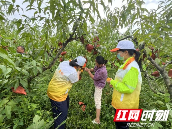 从枝头到心头 高速“路灯”助农打开黄桃“新销路 ”