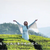 《慈利走着瞧》三合篇：云雾淬茶香，匠心传百年