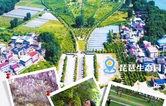 在宝岛歌声中邂逅慈利美景丨琵琶花海的盛宴：梅魂不落琵琶畔