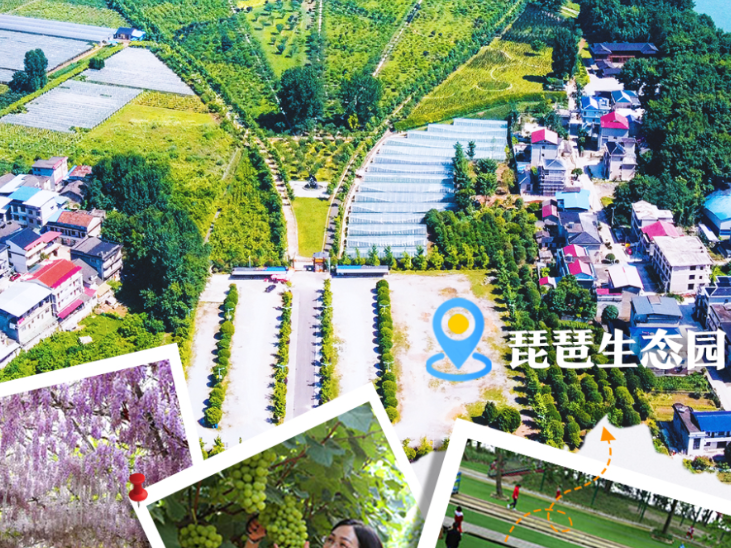 在宝岛歌声中邂逅慈利美景丨琵琶花海的盛宴：梅魂不落琵琶畔