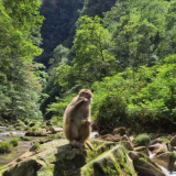 张家界国家森林公园现“吞吞女王”!猕猴趣味互动视频走红网络