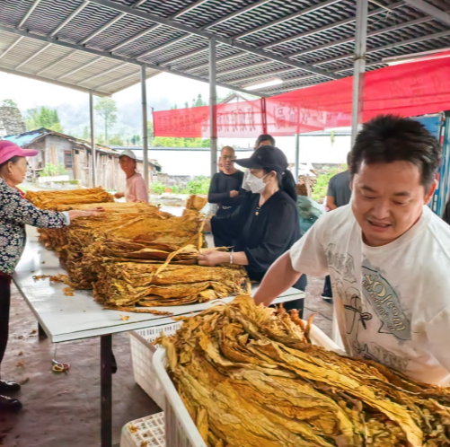 永定区天门山镇:千亩“金叶”开秤收购 新模式助力“烟叶子”变“钱袋子”