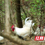 “80后兵支书”周六固定开播 张家界白羽乌鸡“飞”出大山