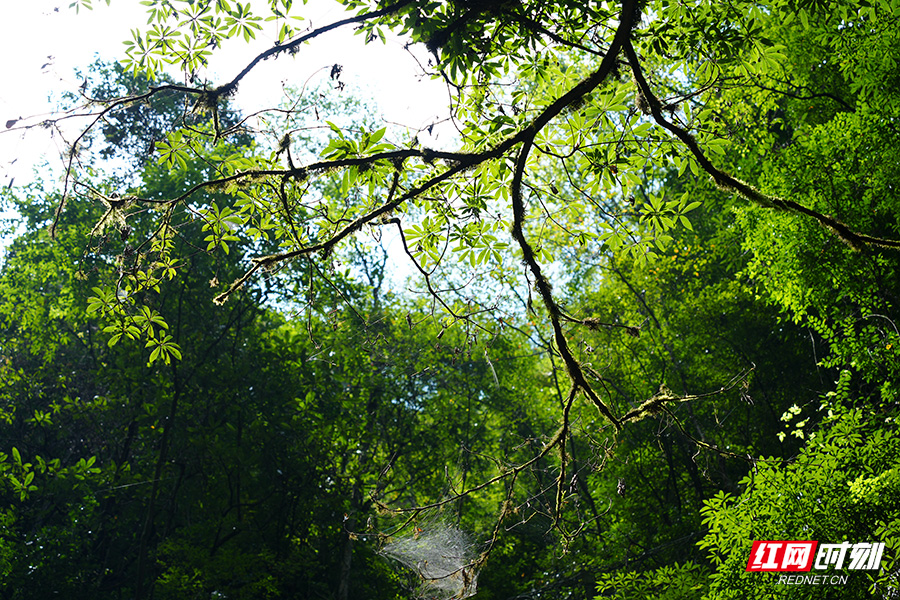 DSC08156.jpg