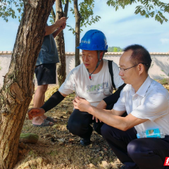 张家界市林业局调研白蚁防治工作