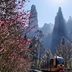 张家界国家森林公园：十里画廊梅花盛开迎客来