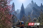 张家界国家森林公园：十里画廊梅花盛开迎客来