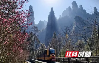 张家界国家森林公园：十里画廊梅花盛开迎客来