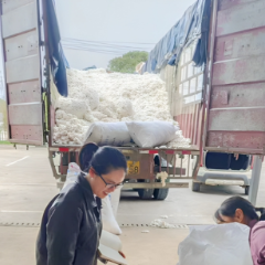 慈利县万亩棉花喜丰收