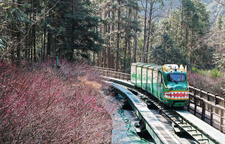 张家界十里画廊：梅香漫溪谷，萌车穿花过