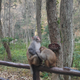 张家界森林公园：猕猴“带娃”逛景区，冬日互动暖游人