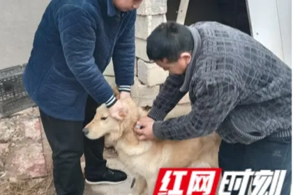 慈利县赵家岗土家族乡：犬只免疫零距离 便民服务暖人心