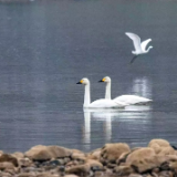白天鹅做客澧水河 张家界生态画卷添新彩