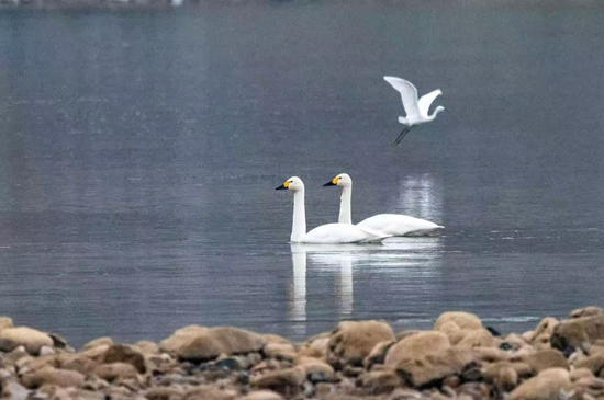 白天鹅做客澧水河 张家界生态画卷添新彩