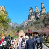 张家界十里画廊：春节暖阳映奇峰 游人如织享盛景