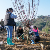 湖南张家界：种下一片梅香 共筑城市公园梦（组图）