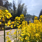 张家界武陵源：春染插园路 美景迎客来