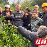 田间课堂“接地气” 技术赋能促增收——慈利县杨柳铺乡向峪村开展柑橘种植现场培训