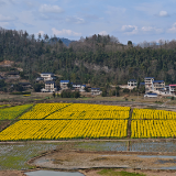 美文欣赏丨沃野春潮上洞街