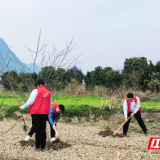 工商银行张家界分行青年志愿者连续 三年义务植树 为乡村振兴添新绿