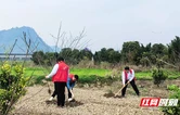 工商银行张家界分行青年志愿者连续 三年义务植树 为乡村振兴添新绿