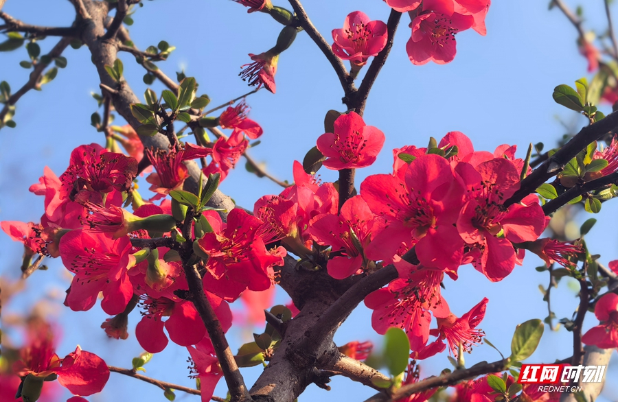 微信图片_20260304151900_545_4_副本.jpg 微信图片_20260304151900_545_4_副本.jpg