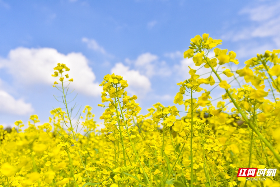 微信图片_20260304152715_551_4_副本.jpg 微信图片_20260304152715_551_4_副本.jpg