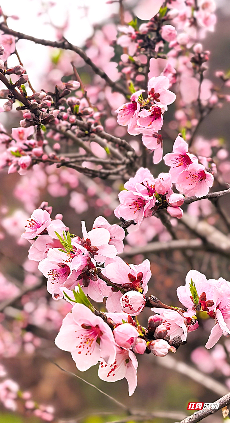 微信图片_20260304151902_547_4_副本.jpg 微信图片_20260304151902_547_4_副本.jpg