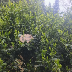 美文欣赏丨分水岭上古茶香