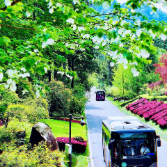 张家界：鸽子花开迎客来