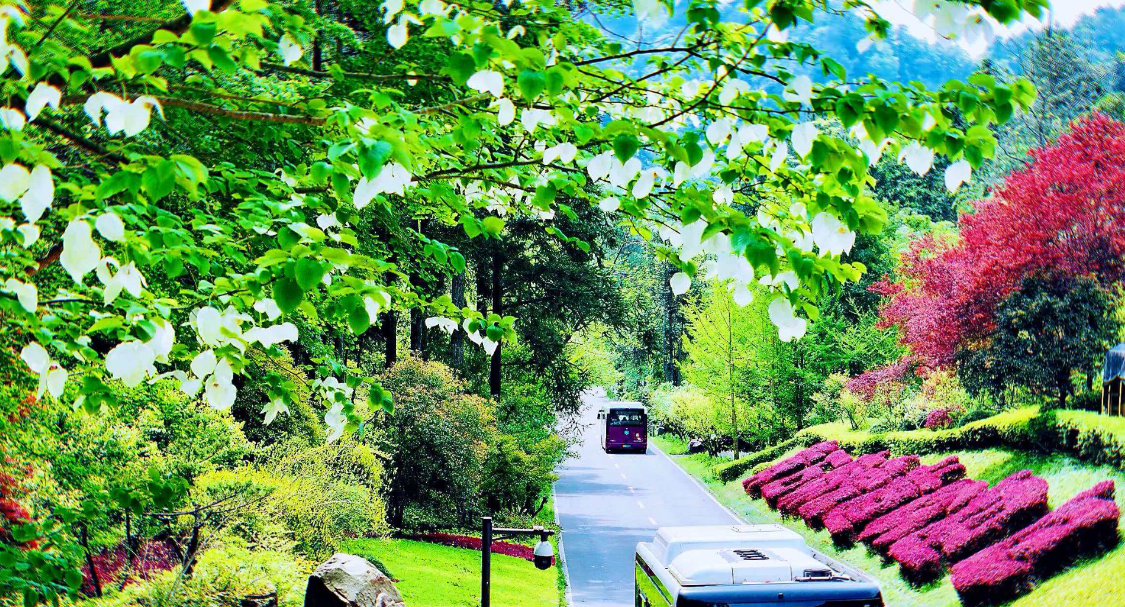 张家界：鸽子花开迎客来